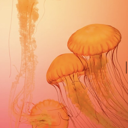 Thrifted Business Casual FitsðŸ‘©â€ðŸ’¼ðŸ’•